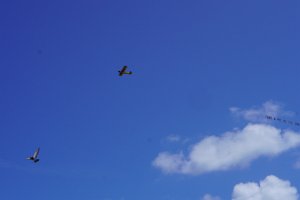 DSC03536